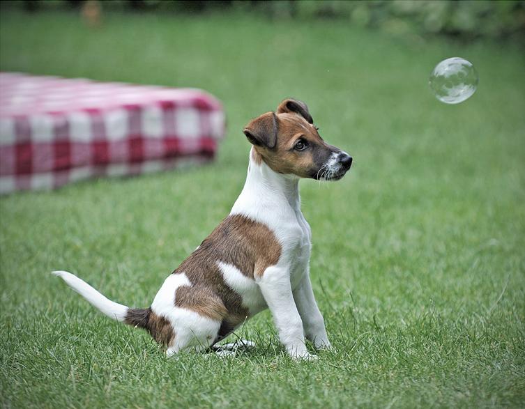 fox terrier kennels