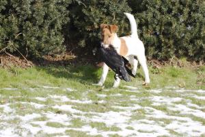 Bild: Fox Terrier Zofia v.d. Bismarckquelle