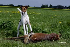 Bild: Fox Terrier Zofia v.d. Bismarckquelle